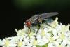 Bellardia sp.